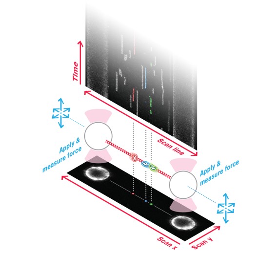 Single Molecule and Fluorescence Spectroscopy (Professor Victor Muñoz)